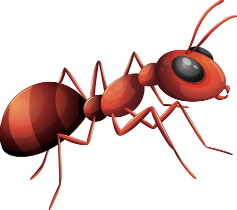 'Ant.
