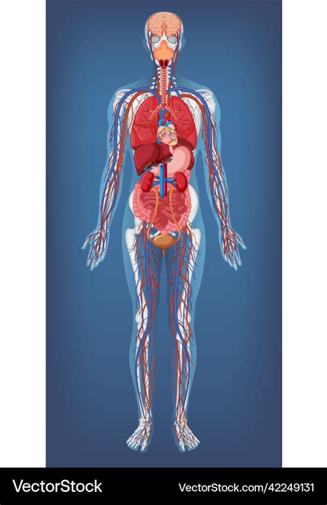 Anatomy.