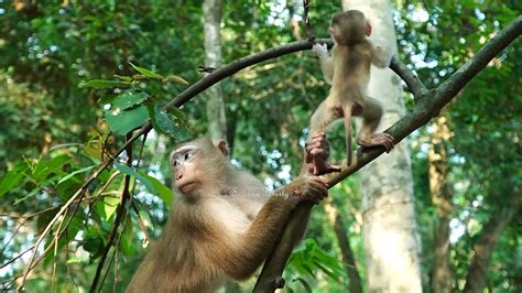 monkeylina