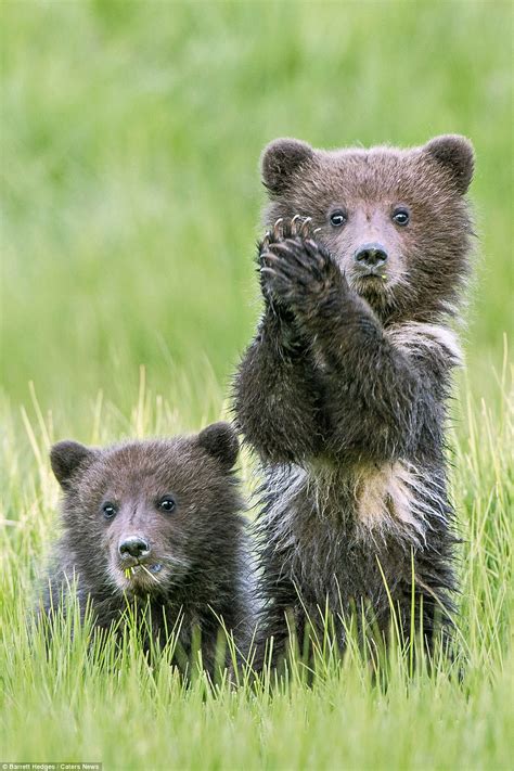 smallbear